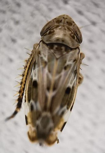 Réf. 319 203 : Sardius argus
